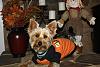 Jackson's celebrating Howl-o-Ween with a smile-img_2987.jpg