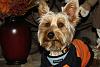 Jackson's celebrating Howl-o-Ween with a smile-img_3000.jpg