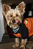 Jackson's celebrating Howl-o-Ween with a smile-img_2984.jpg