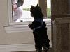 Look at the Yorkie in the window!-standing-yorkie.jpg