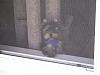 Look at the Yorkie in the window!-window.jpg