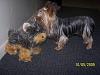 Yodi's Adventure Discussion Thread - YorkieTalk's Traveling Yorkie-100_4521.jpg