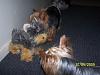 Yodi's Adventure Discussion Thread - YorkieTalk's Traveling Yorkie-100_4522.jpg