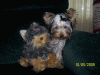 Yodi's Adventure Discussion Thread - YorkieTalk's Traveling Yorkie-100_4528.gif