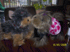 Yodi's Adventure Discussion Thread - YorkieTalk's Traveling Yorkie-100_4534.gif
