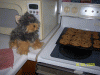 Yodi's Adventure Discussion Thread - YorkieTalk's Traveling Yorkie-100_4530.gif