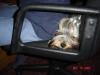 I got a Yorkie shaped pillow for my back ha ha-album-5-412.jpg