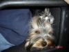 I got a Yorkie shaped pillow for my back ha ha-album-5-411.jpg