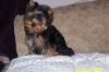 Your Yorkie Pics and weight-elliott-4-months-old.jpg