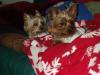 Simon's new bathrobe (little thief)-sleepybabies.jpg