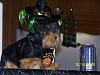 Yodi's Adventure Discussion Thread - YorkieTalk's Traveling Yorkie-100_4599.jpg