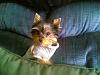 My yorkie, Cpt. Jack Sparrow - Jack for short :)-jack-behind-pillow.jpg