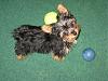 My yorkie, Cpt. Jack Sparrow - Jack for short :)-jack-ball.jpg