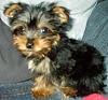 My yorkie, Cpt. Jack Sparrow - Jack for short :)-jack-06.jpg