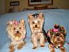 Autumn Nebraska Yorkie Meet Up-kc.jpg