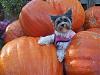 Fall photos!!-fall-darla.jpg