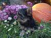 Fall photos!!-fall-puppy.jpg