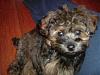 My Yorkie X puppy to be!-fxe3d5.jpg