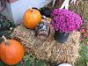 Pebbles with pumpkins-phpj72cgham.jpg