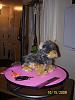 Yodi's Adventure Discussion Thread - YorkieTalk's Traveling Yorkie-100_4662.jpg