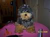 Yodi's Adventure Discussion Thread - YorkieTalk's Traveling Yorkie-100_4664.jpg