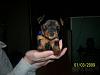 My baby as a baby!!-puppiesfourweeks006.jpg