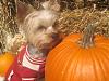 Happy Fall Y'all-img_3016-small-.jpg