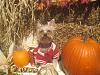 Happy Fall Y'all-img_3006-small-.jpg