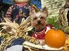 Happy Fall Y'all-img_2986-small-.jpg