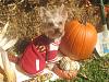 Happy Fall Y'all-img_3021-small-.jpg