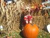 Happy Fall Y'all-img_3026-small-.jpg