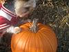 Happy Fall Y'all-img_3104-small-.jpg