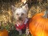 Happy Fall Y'all-img_3111-small-.jpg