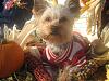 Happy Fall Y'all-img_3116-small-.jpg