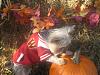 Happy Fall Y'all-img_3106-small-.jpg