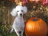 Happy Fall Y'all-img_3190-small-.jpg