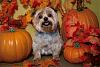 Zoeybear's Fall photo shoot.-scan0001.jpg