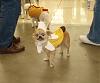 My Winning Halloween Dream Team!-10-20-banana-dog.jpg