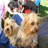 Ice cream dress, beach, festivals, pawty pictures-duchess-first-b-day-pawty-032.jpgr.jpg