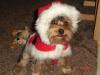 Harley's been busy posing for Mommy-harley-christmas-2-015.jpg