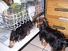 Someone's in trouble!-yorkie-dishwasher-007.jpg