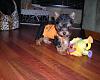 Chloe's home, Cooper not so thrilled!-chloe-003.jpg