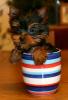 Your Yorkie Pics and weight-img_9027aweb.jpg