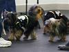 YorkieHaven Rescue Halloween Party-dscf3015-small-.jpg