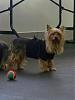 YorkieHaven Rescue Halloween Party-dscf3016-small-.jpg