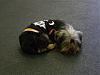 YorkieHaven Rescue Halloween Party-dscf3027-small-.jpg