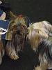 YorkieHaven Rescue Halloween Party-dscf3059-small-.jpg