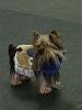 YorkieHaven Rescue Halloween Party-dscf3064-small-.jpg