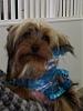 YorkieHaven Rescue Halloween Party-dscf3067-small-.jpg