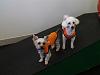 YorkieHaven Rescue Halloween Party-dscf3126-small-.jpg